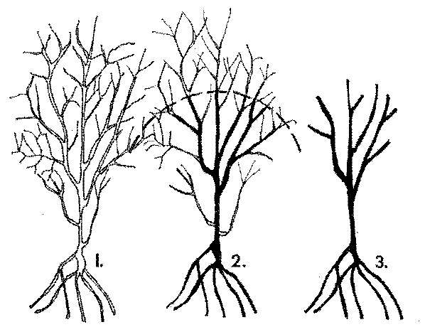 Pomegranate Care and Pruning