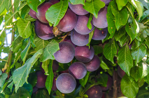 The Amazing Burgundy Plums